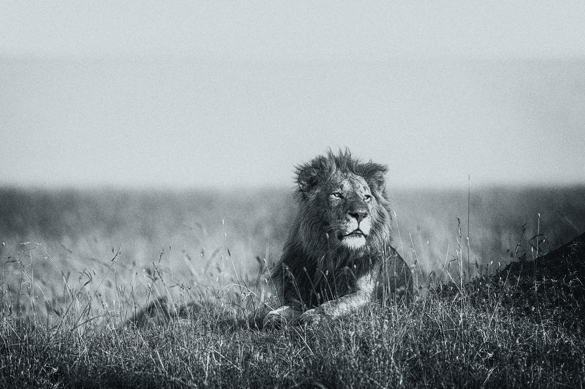Lion solitaire. Masaï-Mara, Kenya. Noir & Blanc.