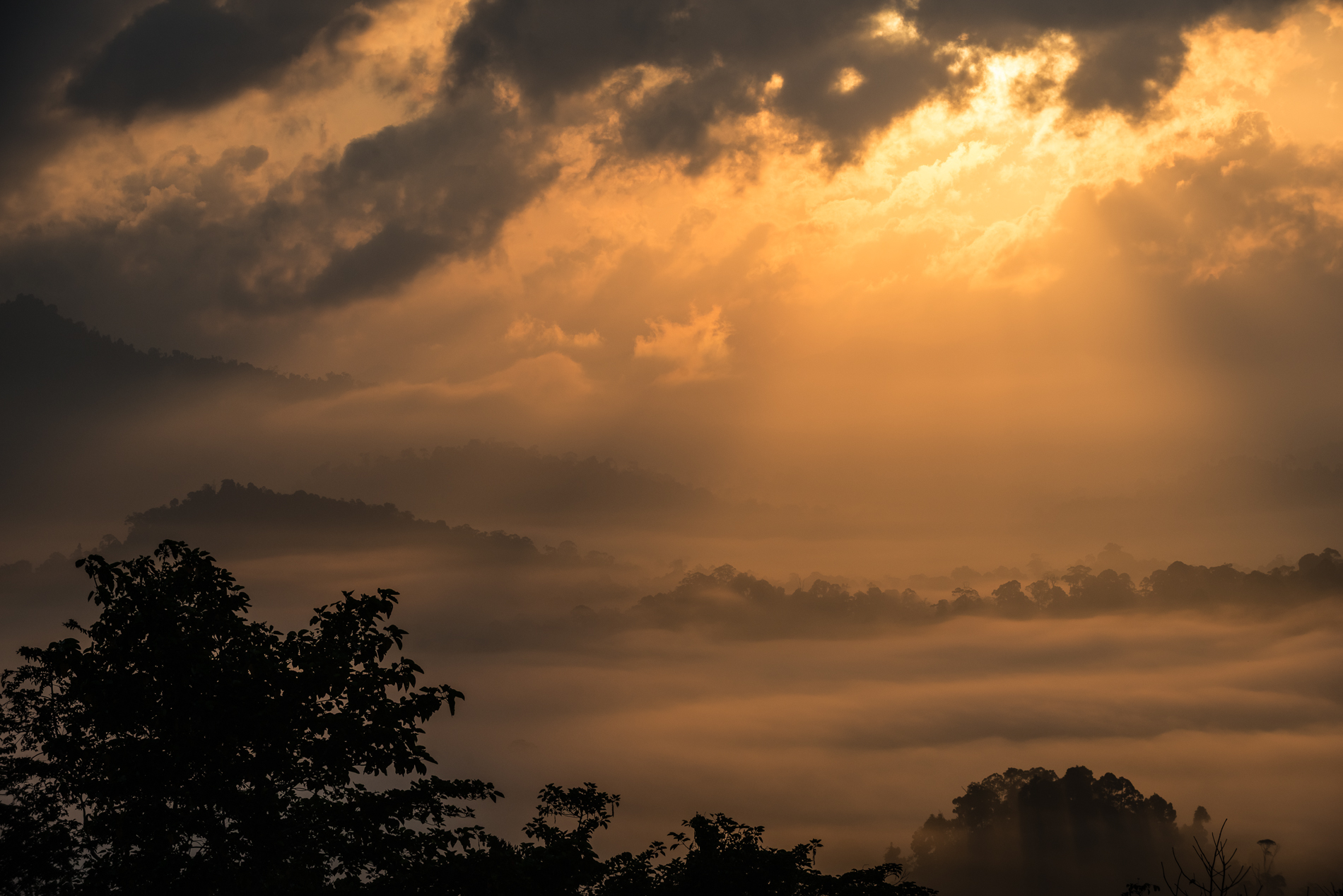 Soleil levant sur la foret primaire de Borneo.