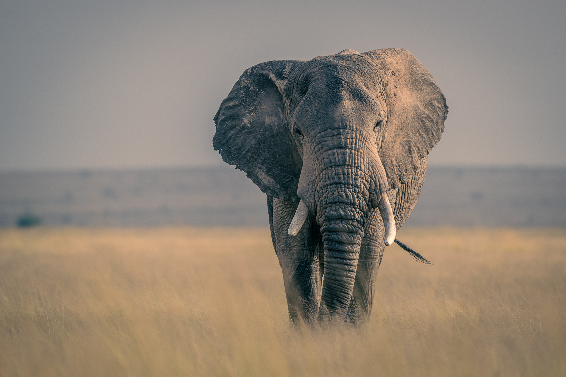 Elephant mâle dans la savane d'Amboseli.